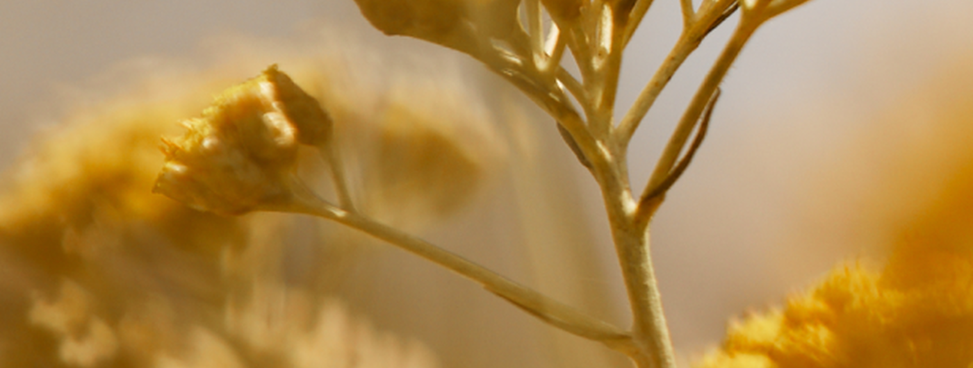Fleurs d'Immortelle