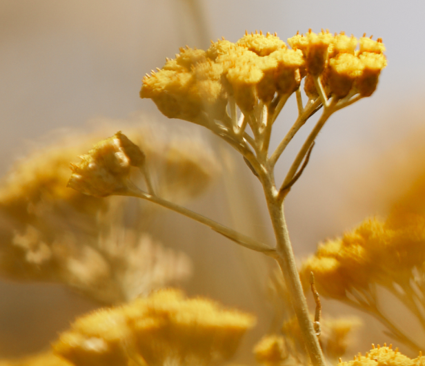 Fleurs d'Immortelle