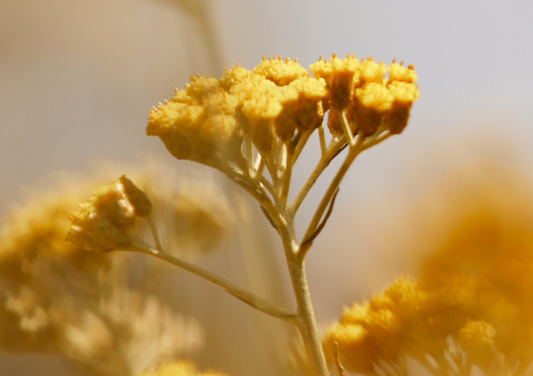 Fleurs d'Immortelle