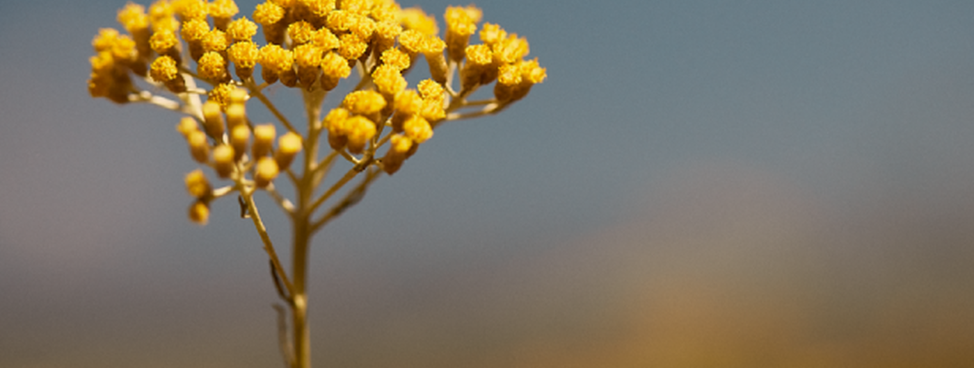 Immortelle