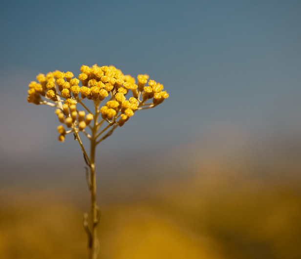 Immortelle