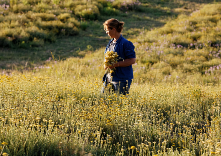 Immortelle