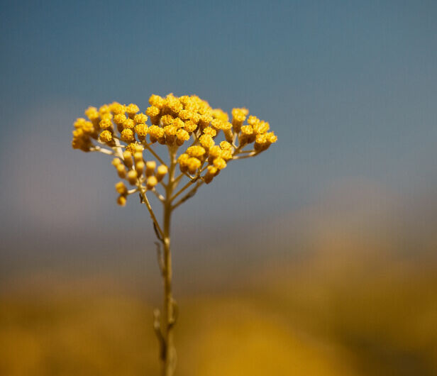 Fleurs d'Immortelle