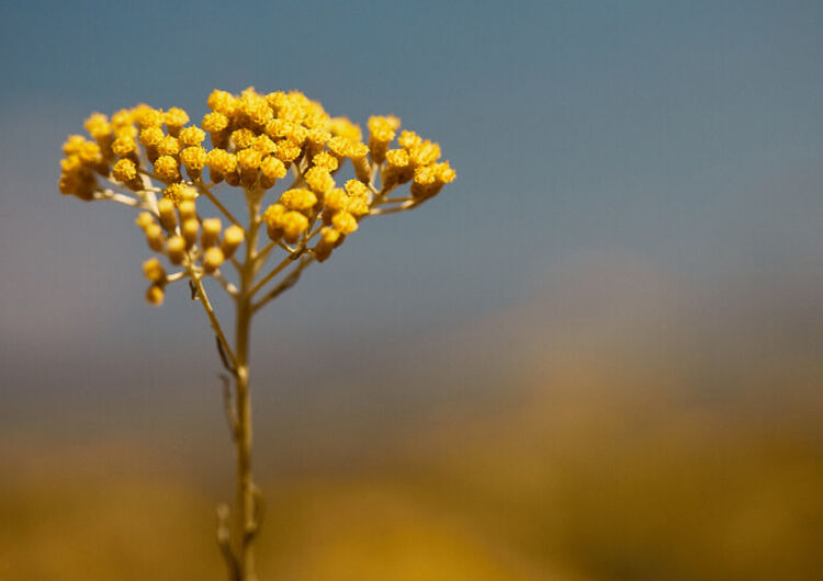 Fleurs d'Immortelle
