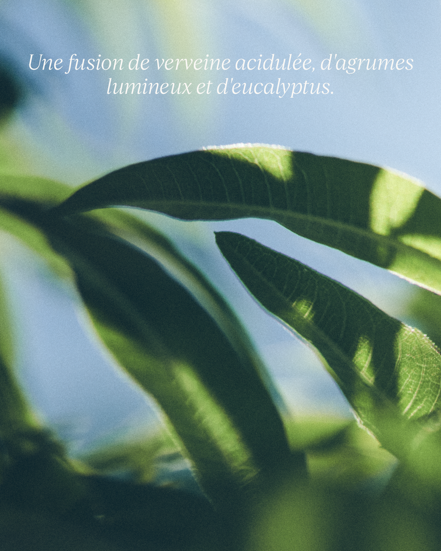 Affichage de l&rsquo;image 6/7 du produit Recharge Savon liquide Mains Verveine, , RECT