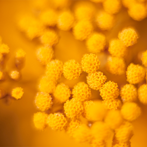 Immortelle Ingrédient