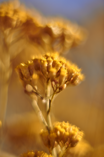 Immortelle
